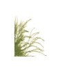 image - Plants - 