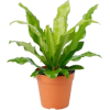 image - 植物 - 