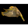 ptica kanarinac - Животные - 
