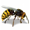 insekti - Animali - 
