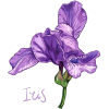 iris - 插图用文字 - 