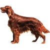 irish setter - Živali - 