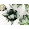 item - Plants - 
