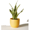 item - 植物 - 