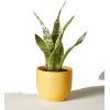 item - Plants - 