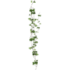 ivy - Pflanzen - 