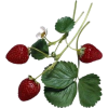 jagode - Rośliny - 