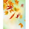 jesenje lišće - Nature - 