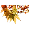 jesenje lišće - Priroda - 