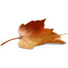 jesenji list - Nature - 