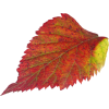 jesenji list - Priroda - 
