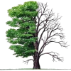 American Chestnut Tree - Biljke - 