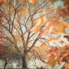Autumn - Moje fotografie - 