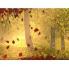 Autumn - Mie foto - 
