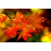 Autumn - Moje fotografie - 