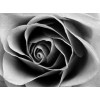 Black & white rose - Moje fotografie - 