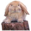 Bunny - Životinje - 