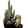 Cactus - 植物 - 