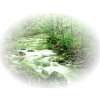 Creek - Natureza - 