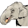 Elephant - Ilustrationen - 