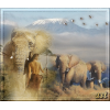 Elephant - Background - 