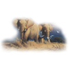 Elephant - 动物 - 