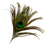 Feather - Items - 