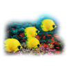 Fishes - Tiere - 