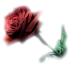 Rose - Rośliny - 