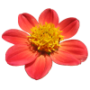 Flower - Pflanzen - 