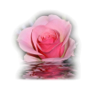Flowers Rose - Rastline - 
