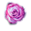 Flowers Rose - Plants - 