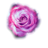 Flowers Rose - Plantas - 