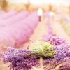 Lavender Harvest - Moje fotografije - 