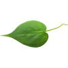Leaf - Plantas - 