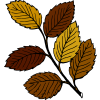 Leaf - Ilustrationen - 