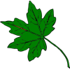 Leaf - Illustraciones - 