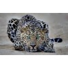 Leopard - Moje fotografie - 