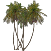 Palm Trees - Растения - 