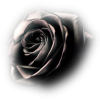 Rose - Biljke - 