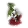 Roses - Rastline - 