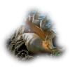 Shell - Natur - 