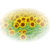 Sunflowers - Ilustracje - 