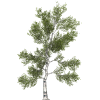 Tree - 植物 - 