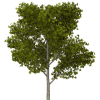 Tree - Rośliny - 