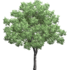 Tree - Piante - 