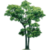 Tree - Pflanzen - 