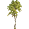 Tree - Plantas - 