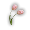 Tulips - 植物 - 