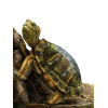 Turtle - Animais - 